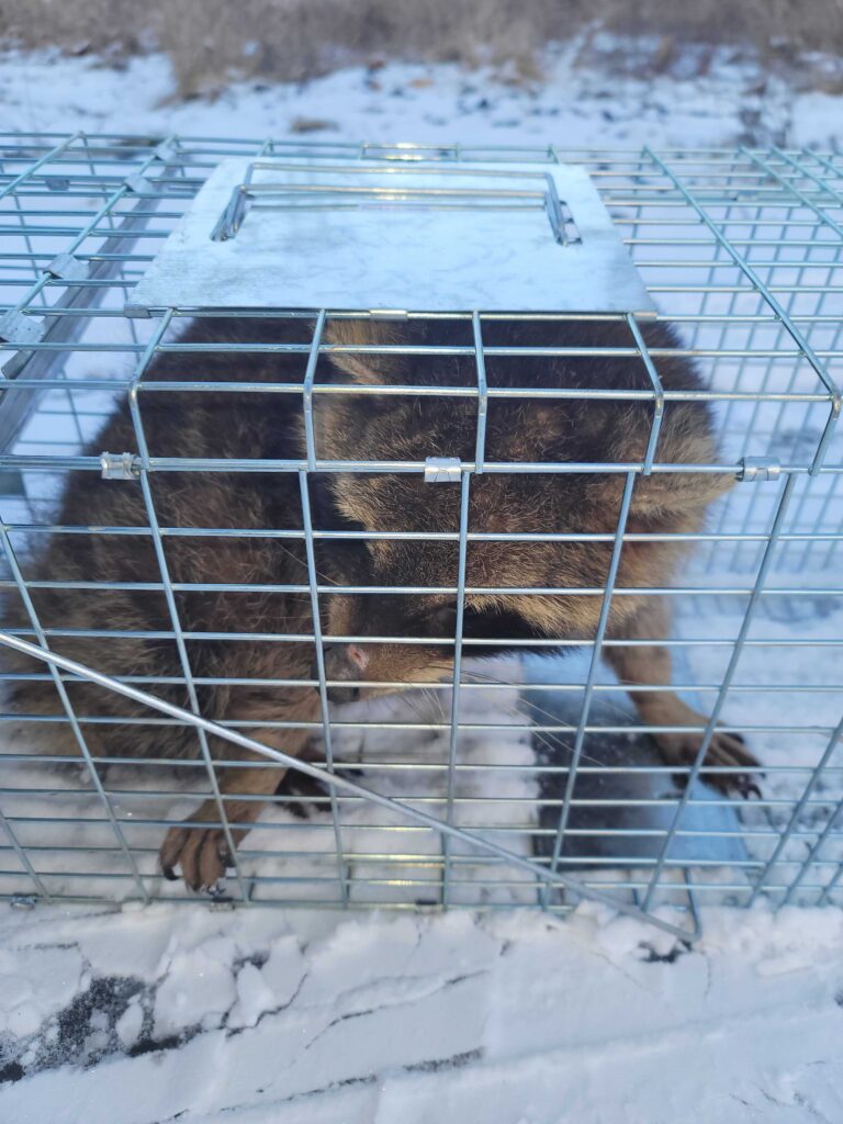 Wildlife Control Whitehall